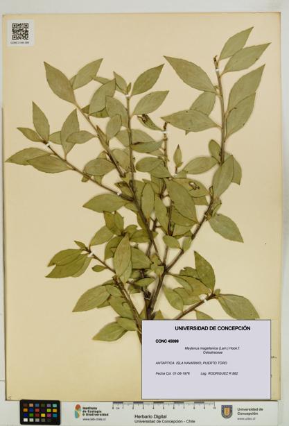 Maytenus magellanica [Espécimen: UDEC:CONC:0045099]