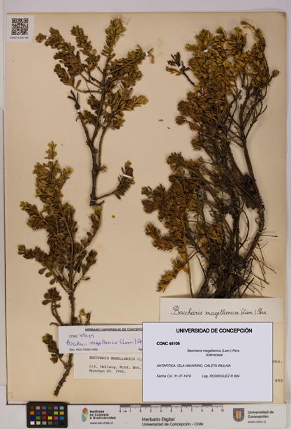 Baccharis magellanica [Espécimen: UDEC:CONC:0045105]