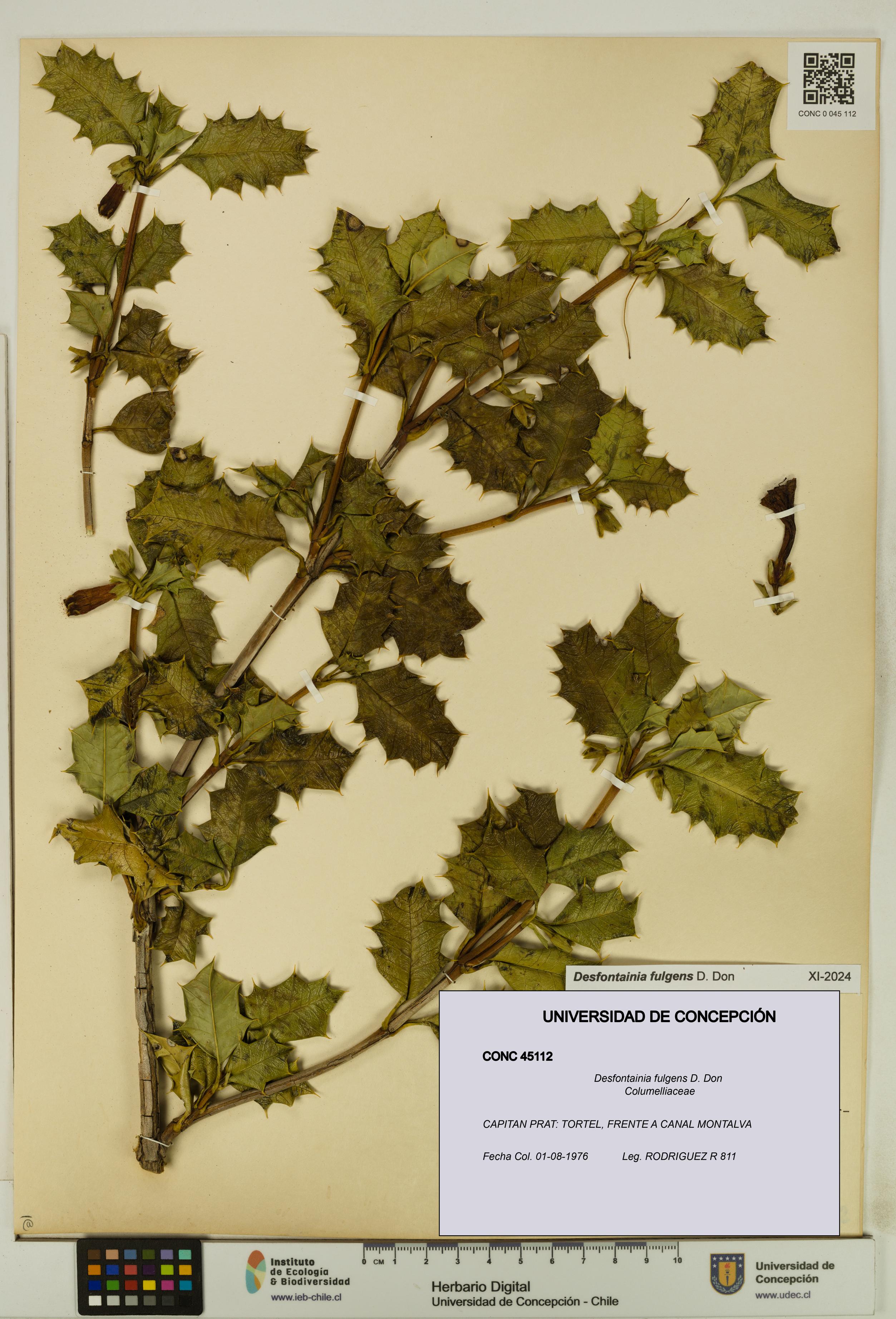 Desfontainia fulgens [Espécimen: UDEC:CONC:0045112]