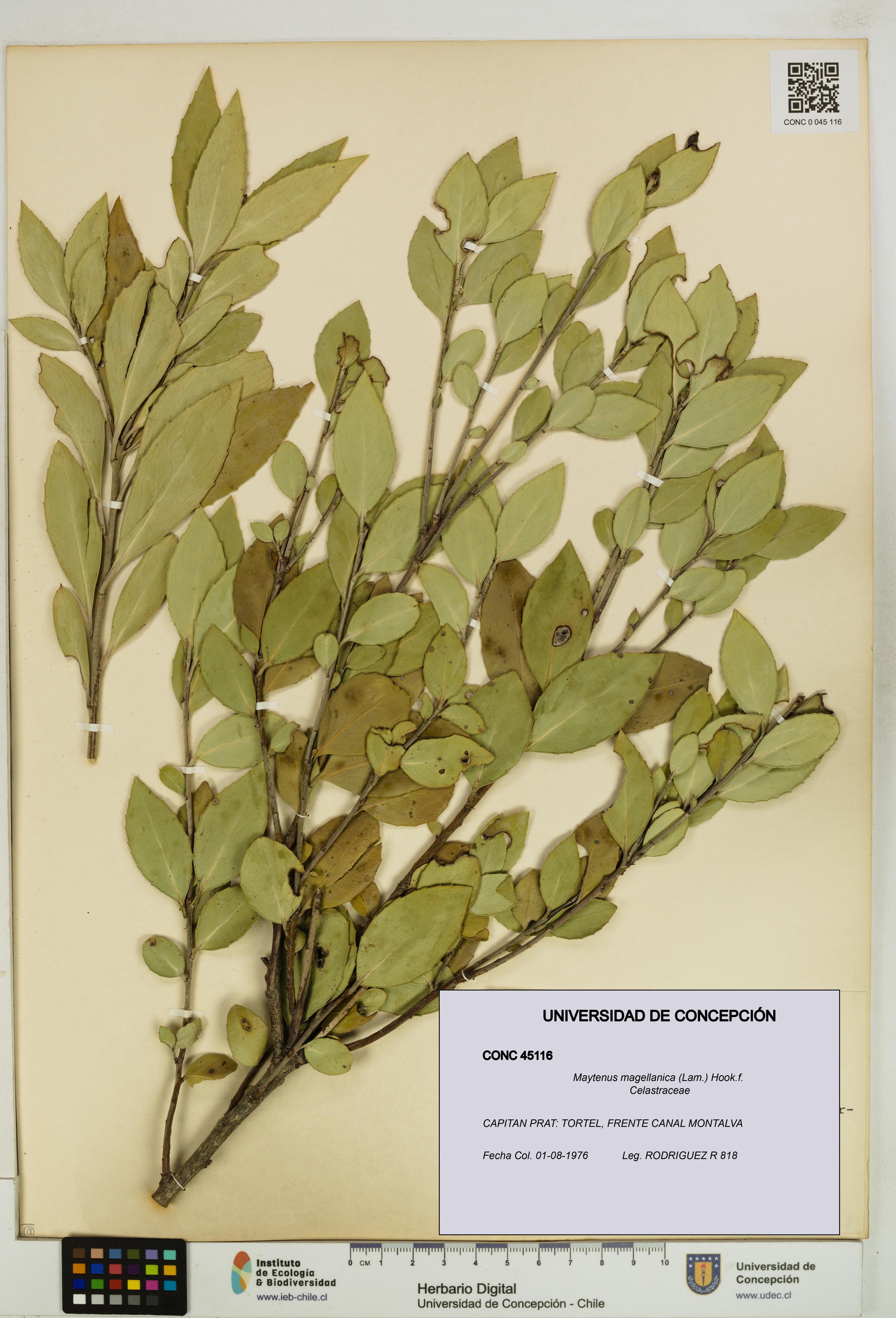 Maytenus magellanica [Espécimen: UDEC:CONC:0045116]