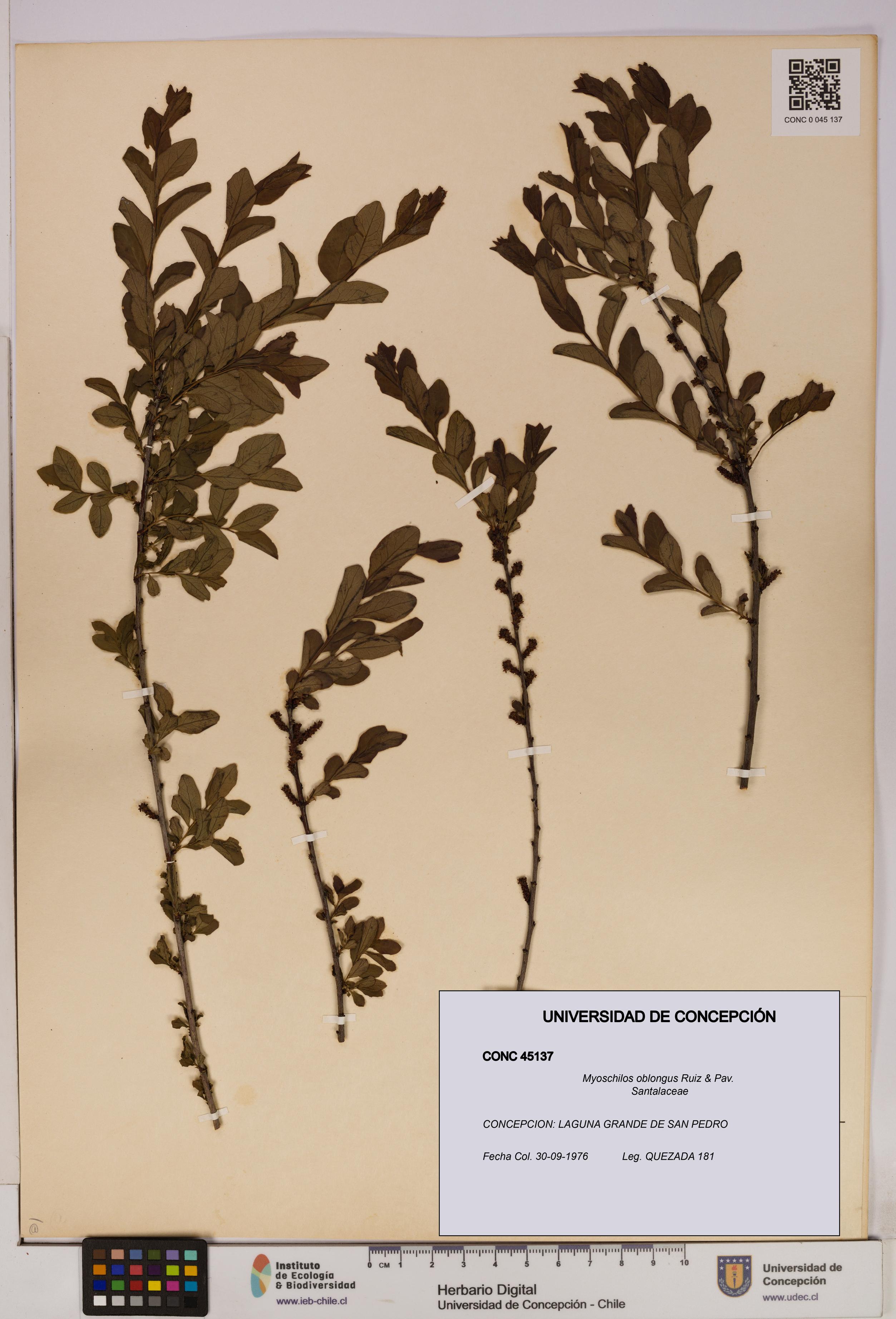 Myoschilos oblongus [Espécimen: UDEC:CONC:0045137]