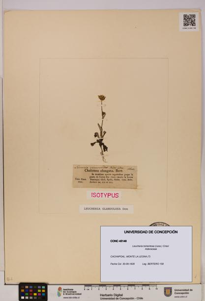 Leucheria tomentosa [Espécimen: UDEC:CONC:0045146]