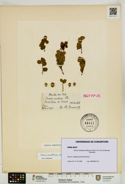 Senna arnottiana [Espécimen: UDEC:CONC:0045147]