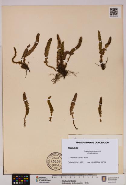 Polystichum andinum [Espécimen: UDEC:CONC:0045150]