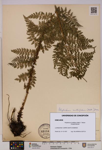 Polystichum multifidum [Espécimen: UDEC:CONC:0045153]