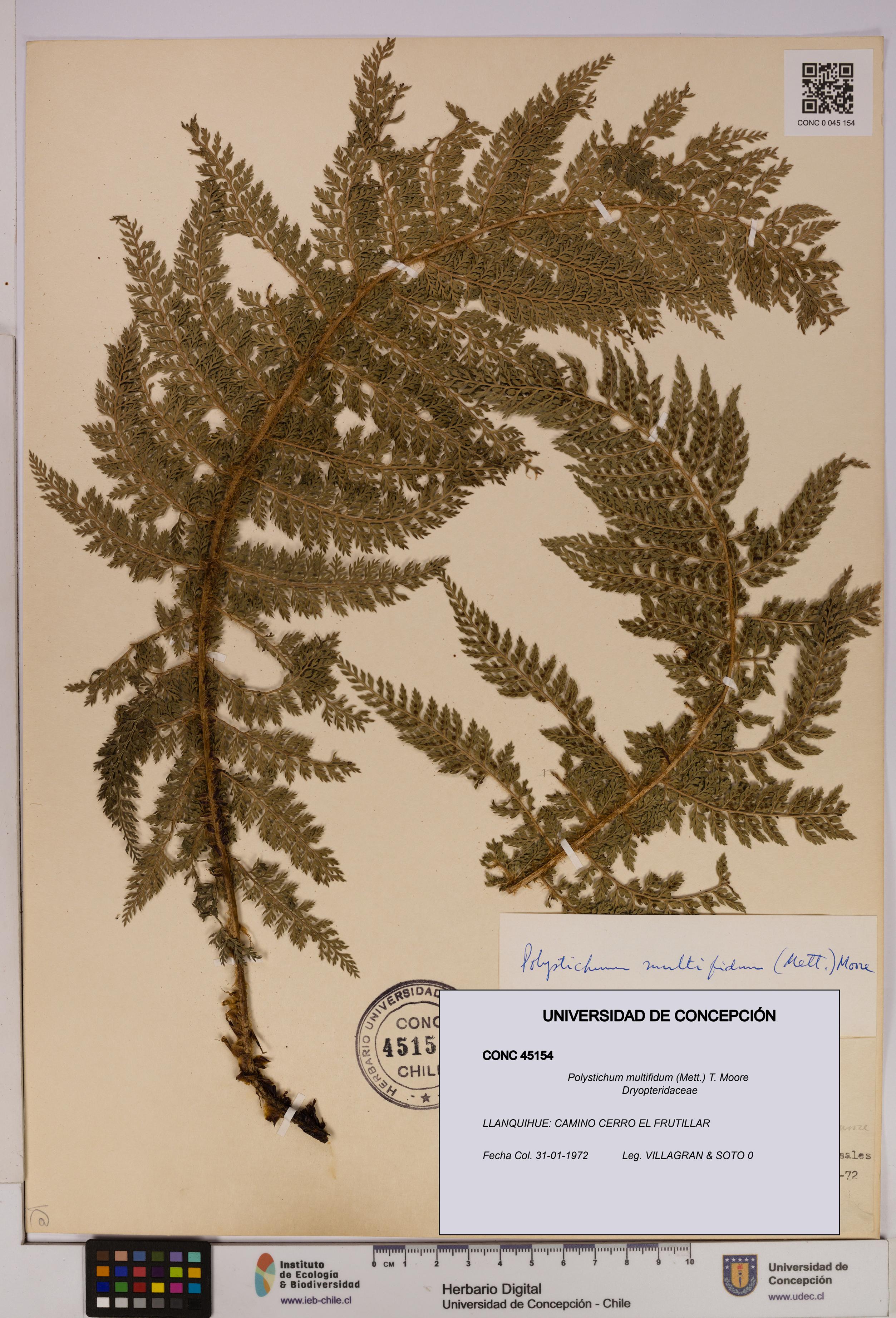 Polystichum multifidum [Espécimen: UDEC:CONC:0045154]