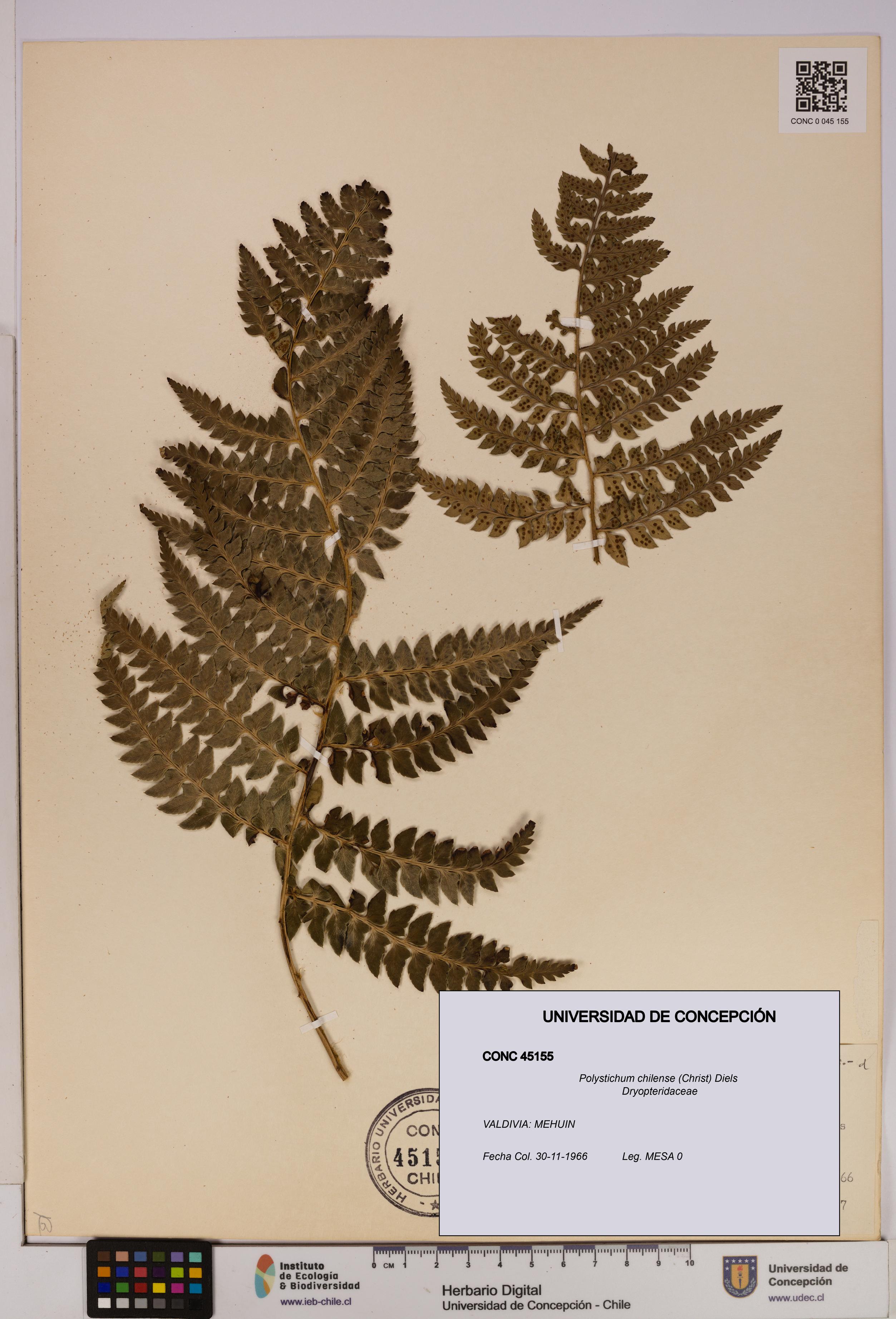 Polystichum chilense [Espécimen: UDEC:CONC:0045155]