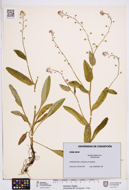 Myosotis latifolia [Espécimen: ]