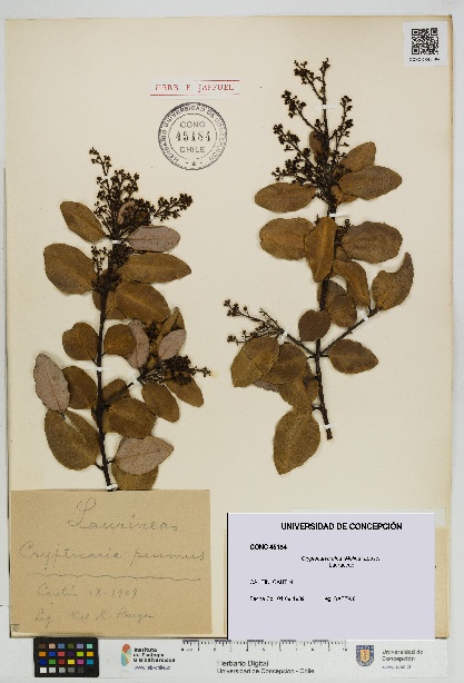 Cryptocarya alba [Espécimen: UDEC:CONC:0045184]