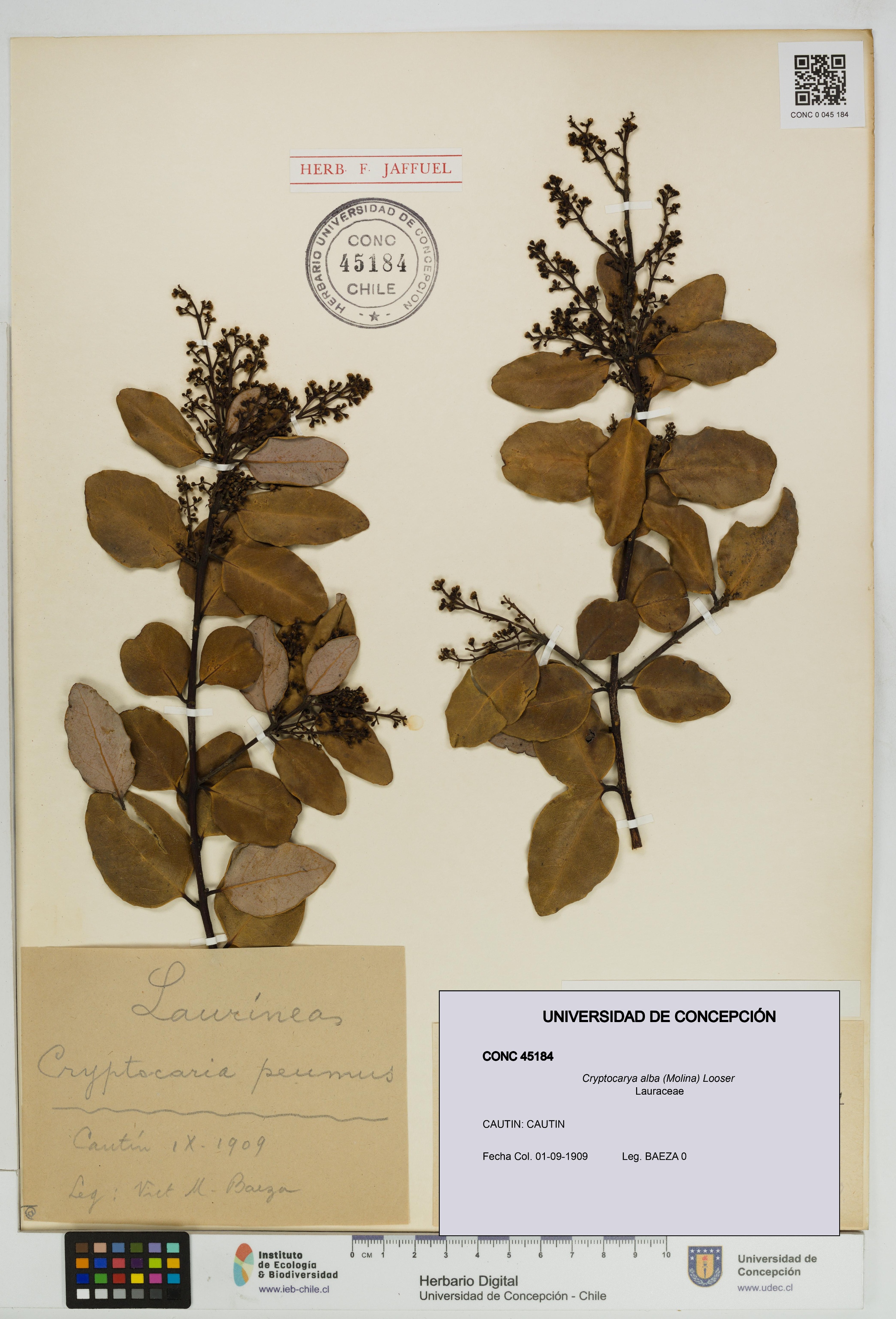 Cryptocarya alba [Espécimen: UDEC:CONC:0045184]