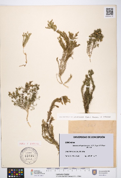 Cliococca selaginoides [Espécimen: UDEC:CONC:0045194]
