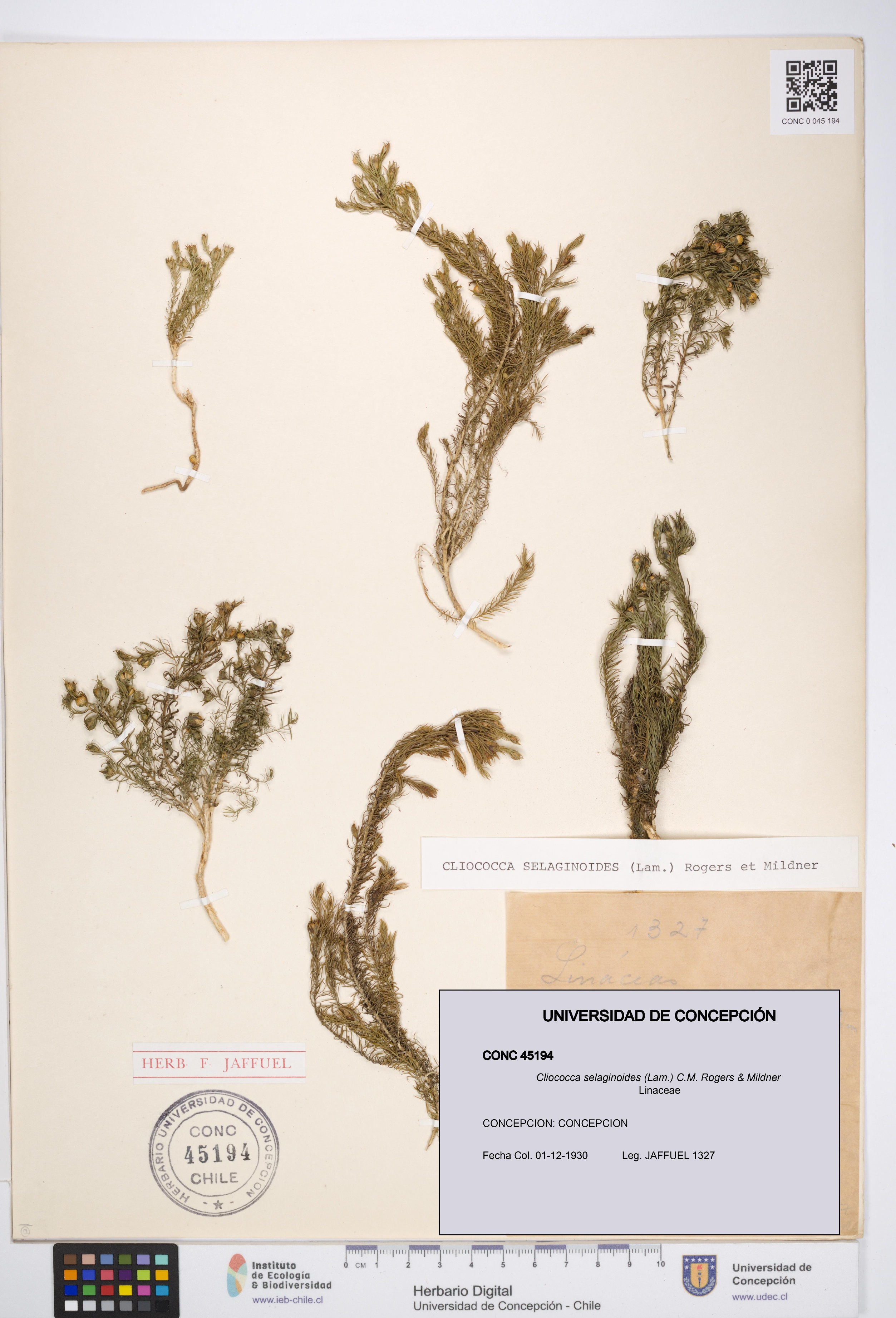 Cliococca selaginoides [Espécimen: UDEC:CONC:0045194]
