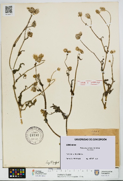Polyachyrus annuus [Espécimen: UDEC:CONC:0045199]