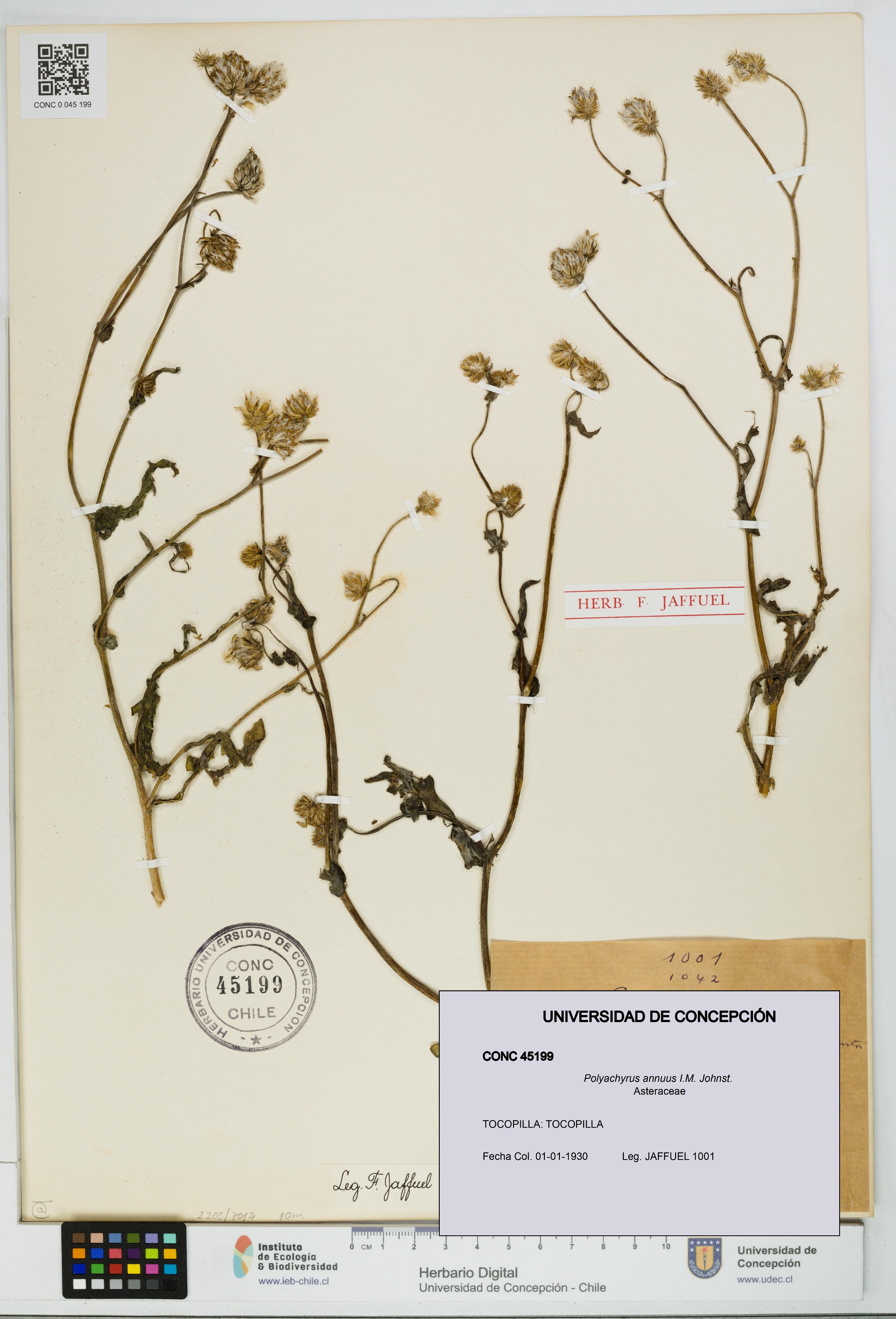 Polyachyrus annuus [Espécimen: UDEC:CONC:0045199]
