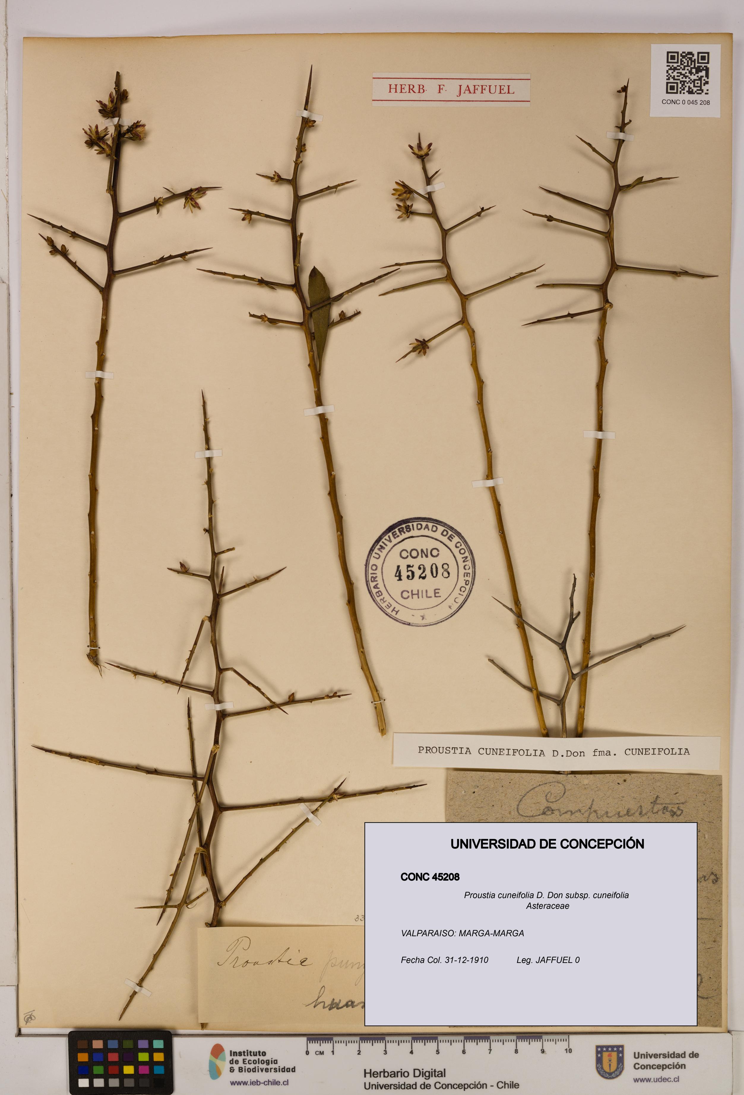 Proustia cuneifolia subsp. cuneifolia [Espécimen: UDEC:CONC:0045208]