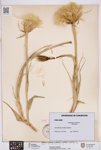 Tragopogon porrifolius [Espécimen: ]