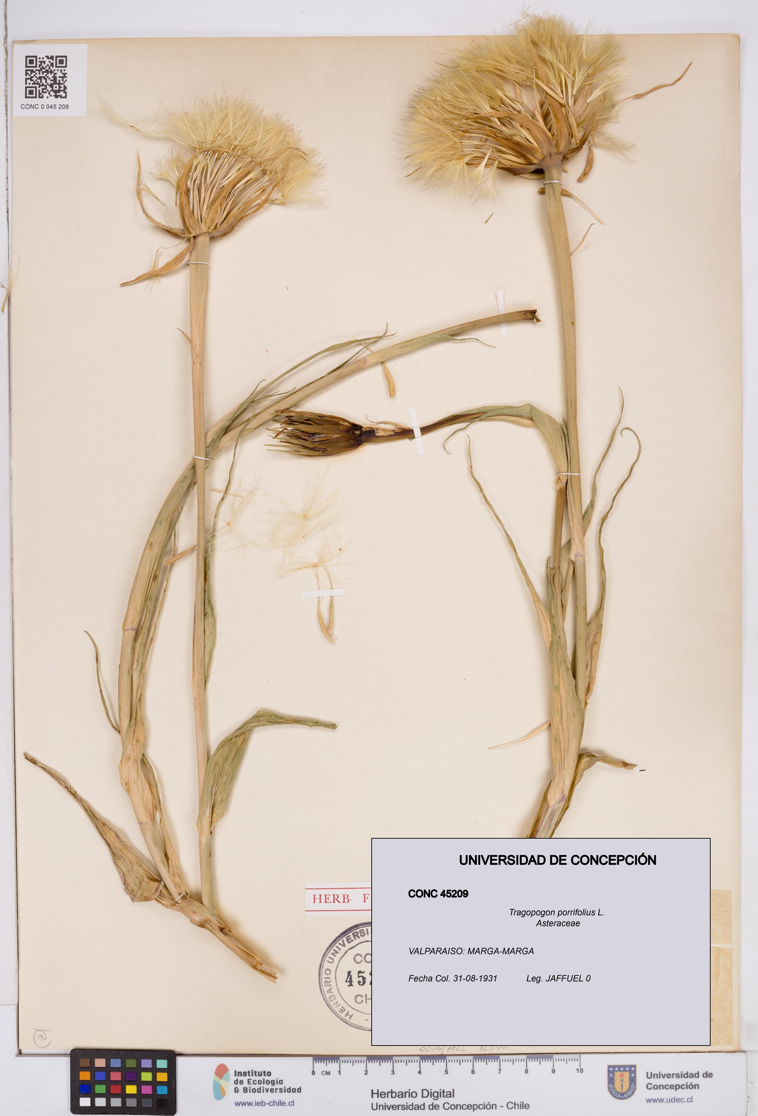 Tragopogon porrifolius [Espécimen: ]