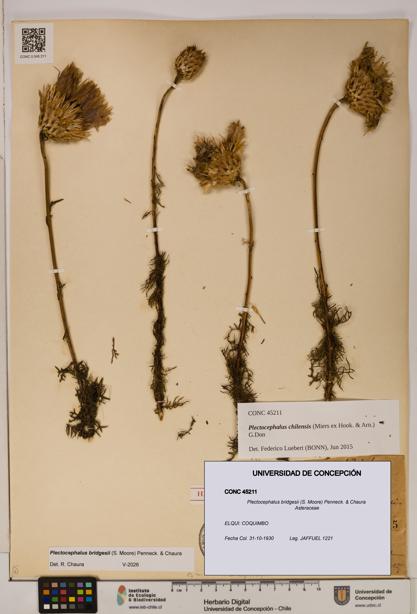 Plectocephalus bridgesii [Espécimen: ]
