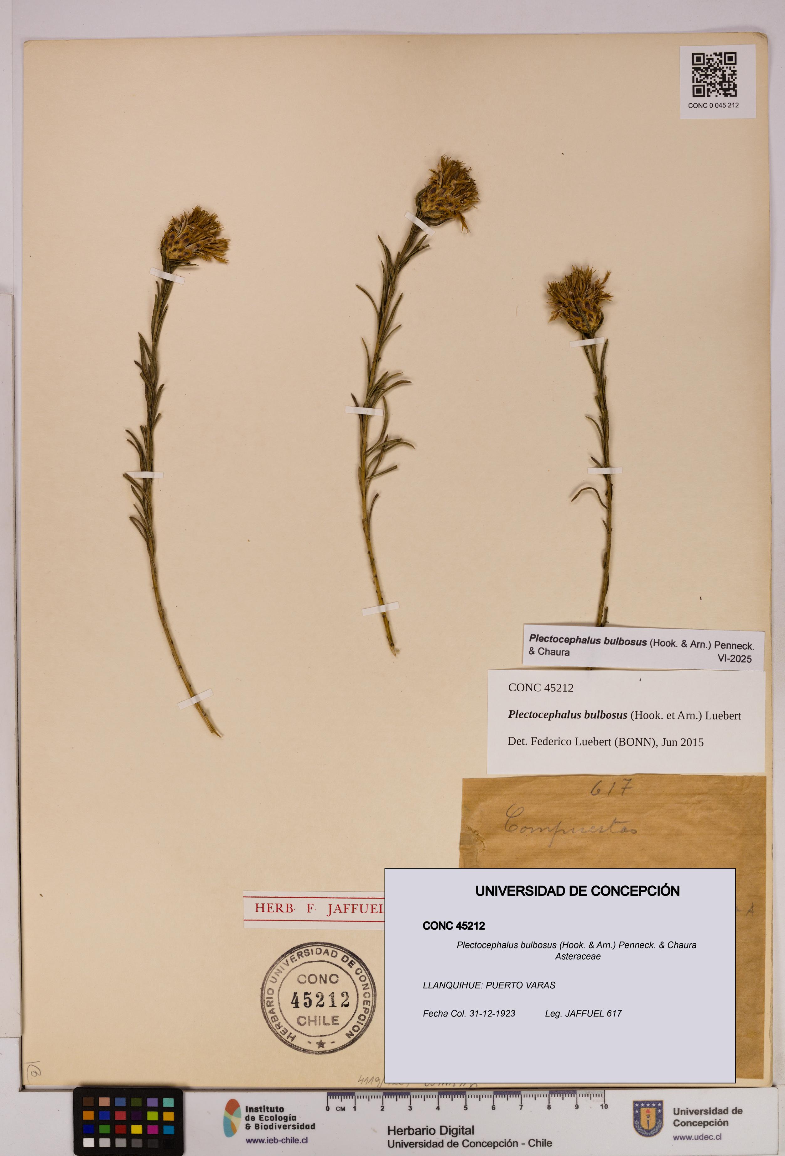 Plectocephalus bulbosus [Espécimen: UDEC:CONC:0045212]