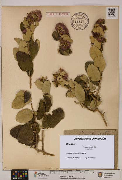 Proustia pyrifolia [Espécimen: UDEC:CONC:0045237]