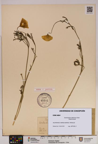 Eschscholzia californica [Espécimen: UDEC:CONC:0045241]