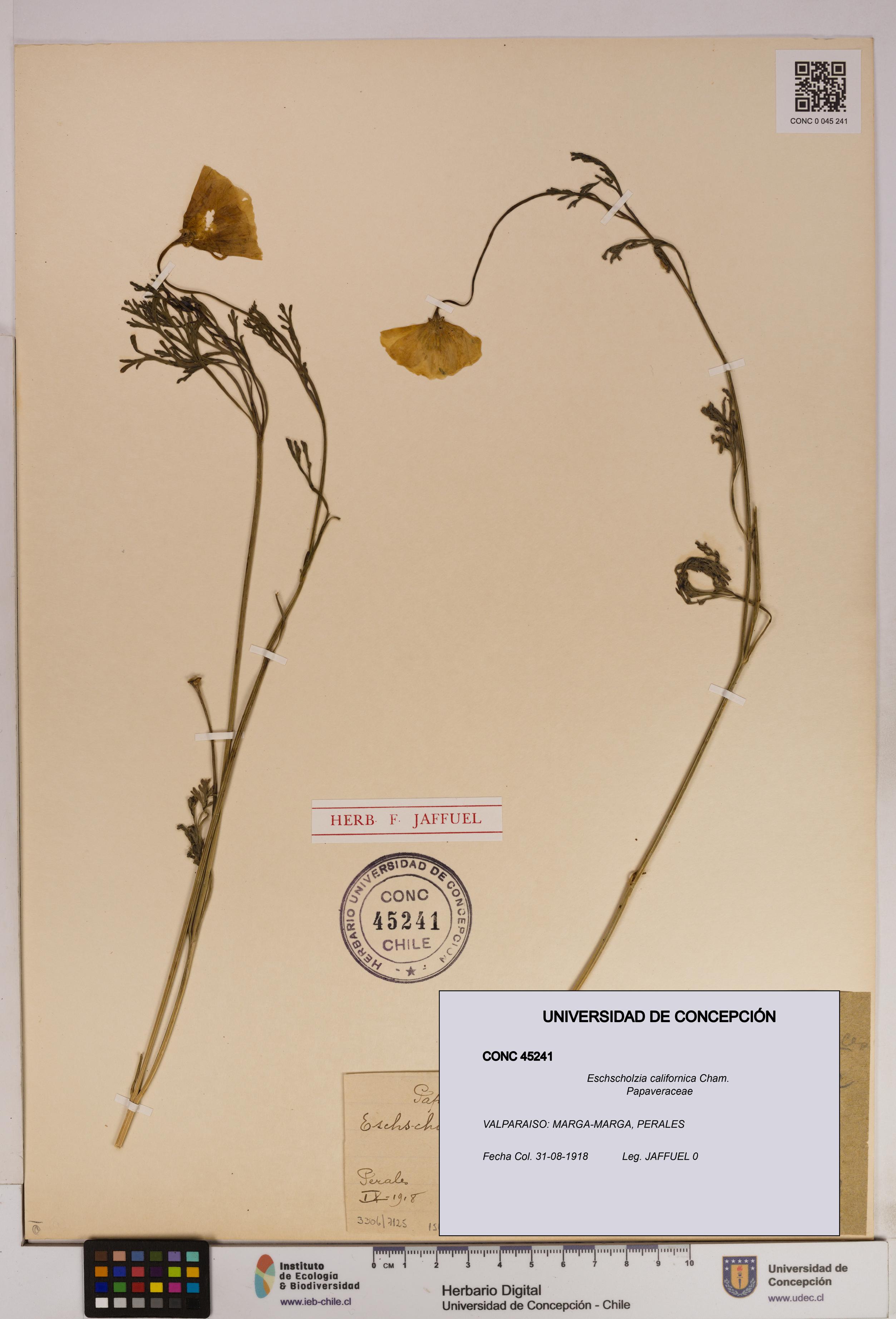 Eschscholzia californica [Espécimen: UDEC:CONC:0045241]