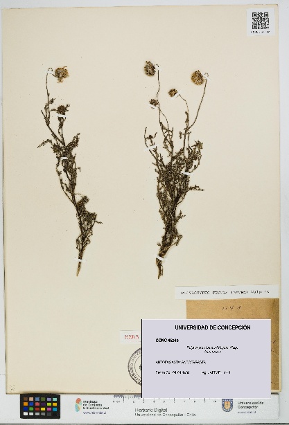 Polyachyrus fuscus [Espécimen: UDEC:CONC:0045248]