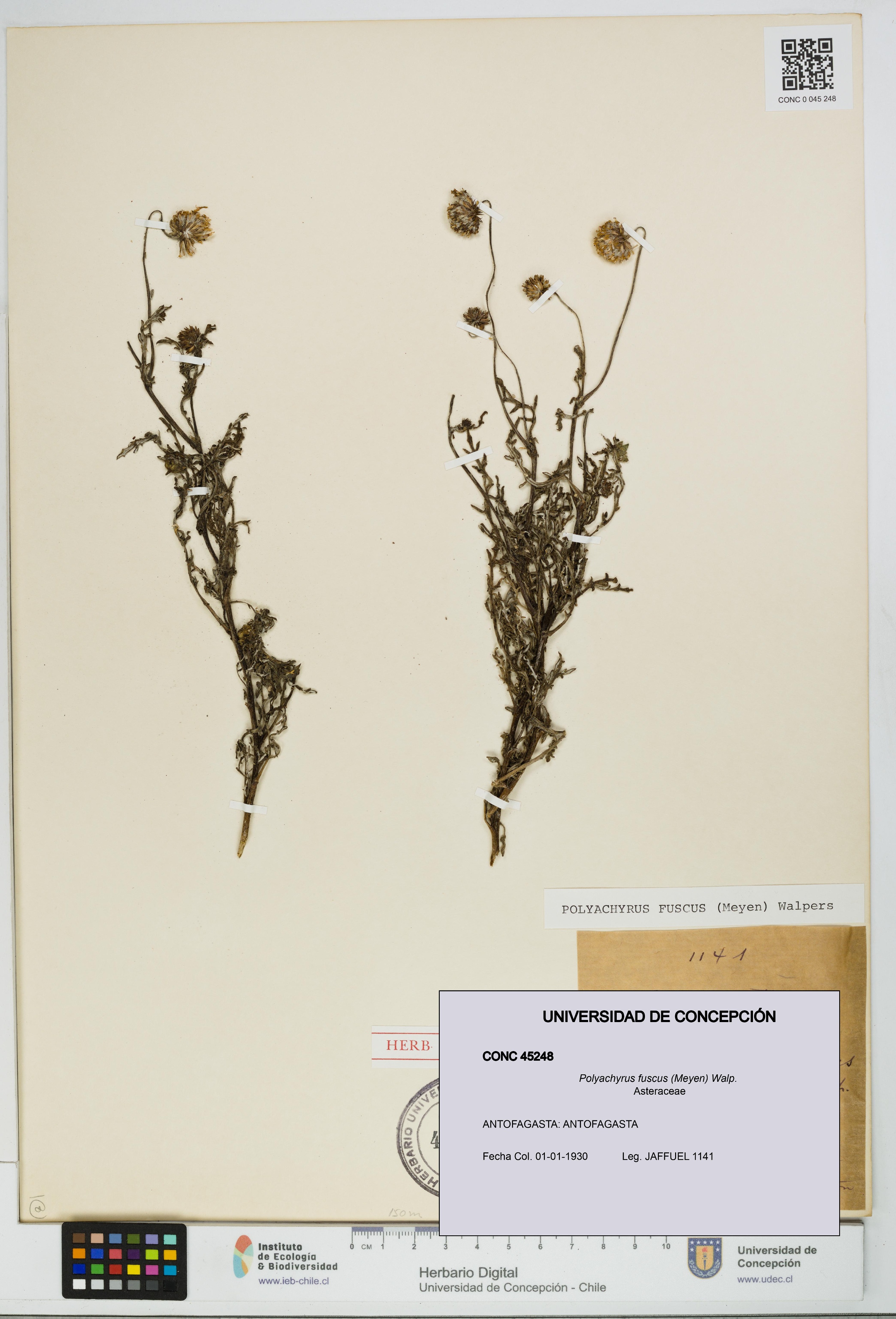 Polyachyrus fuscus [Espécimen: UDEC:CONC:0045248]