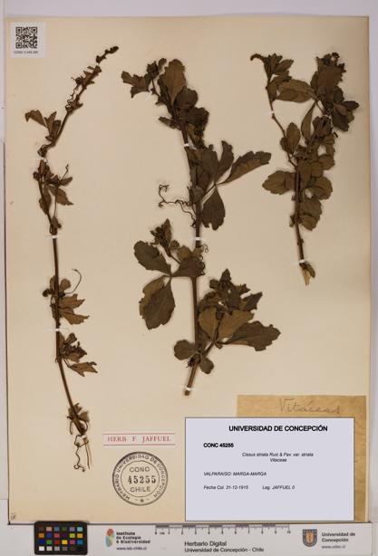 Cissus striata var. striata [Espécimen: UDEC:CONC:0045255]