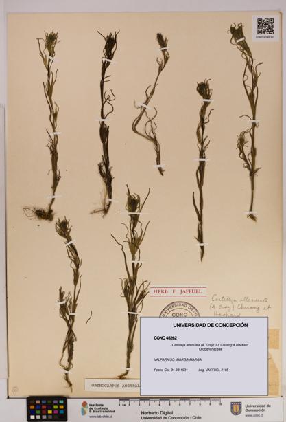 Castilleja attenuata [Espécimen: UDEC:CONC:0045262]