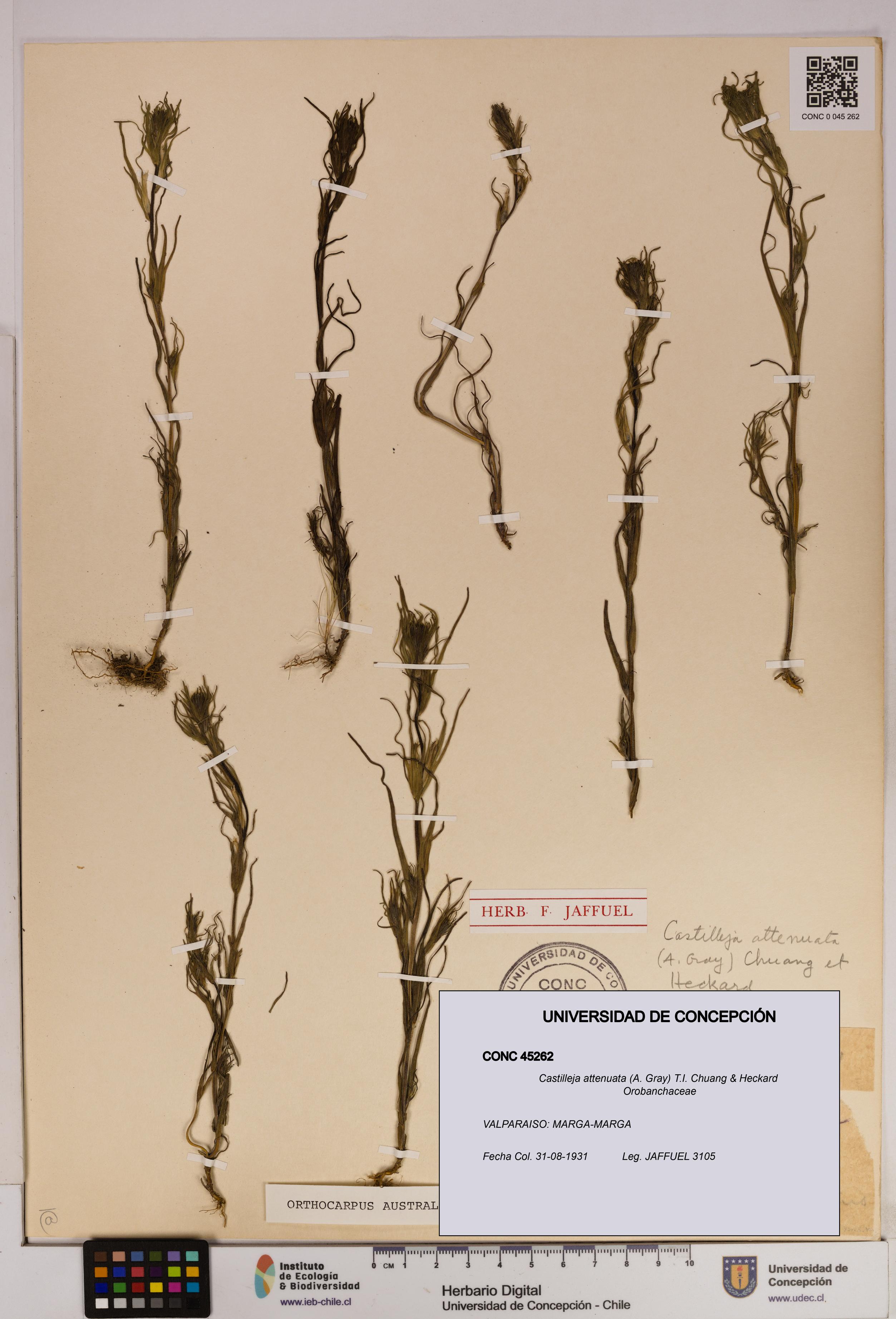 Castilleja attenuata [Espécimen: UDEC:CONC:0045262]