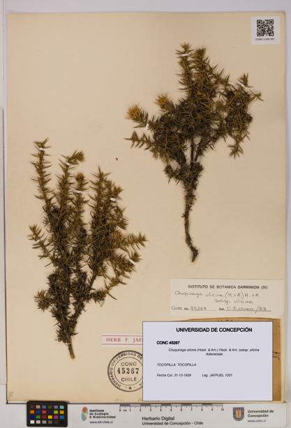 Chuquiraga ulicina subsp. ulicina [Espécimen: UDEC:CONC:0045267]