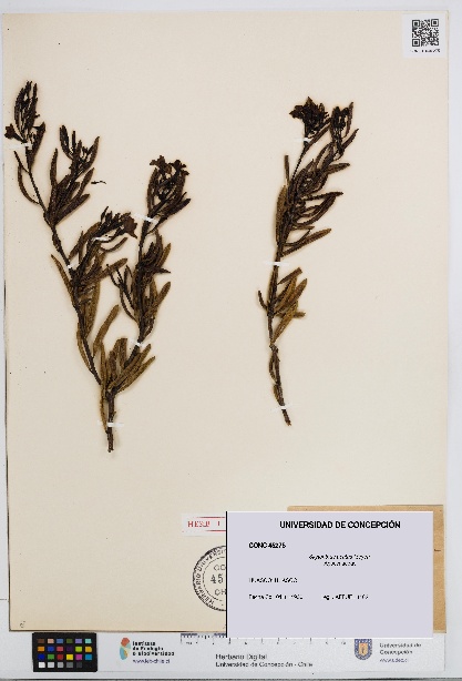 Skytanthus acutus [Espécimen: UDEC:CONC:0045275]