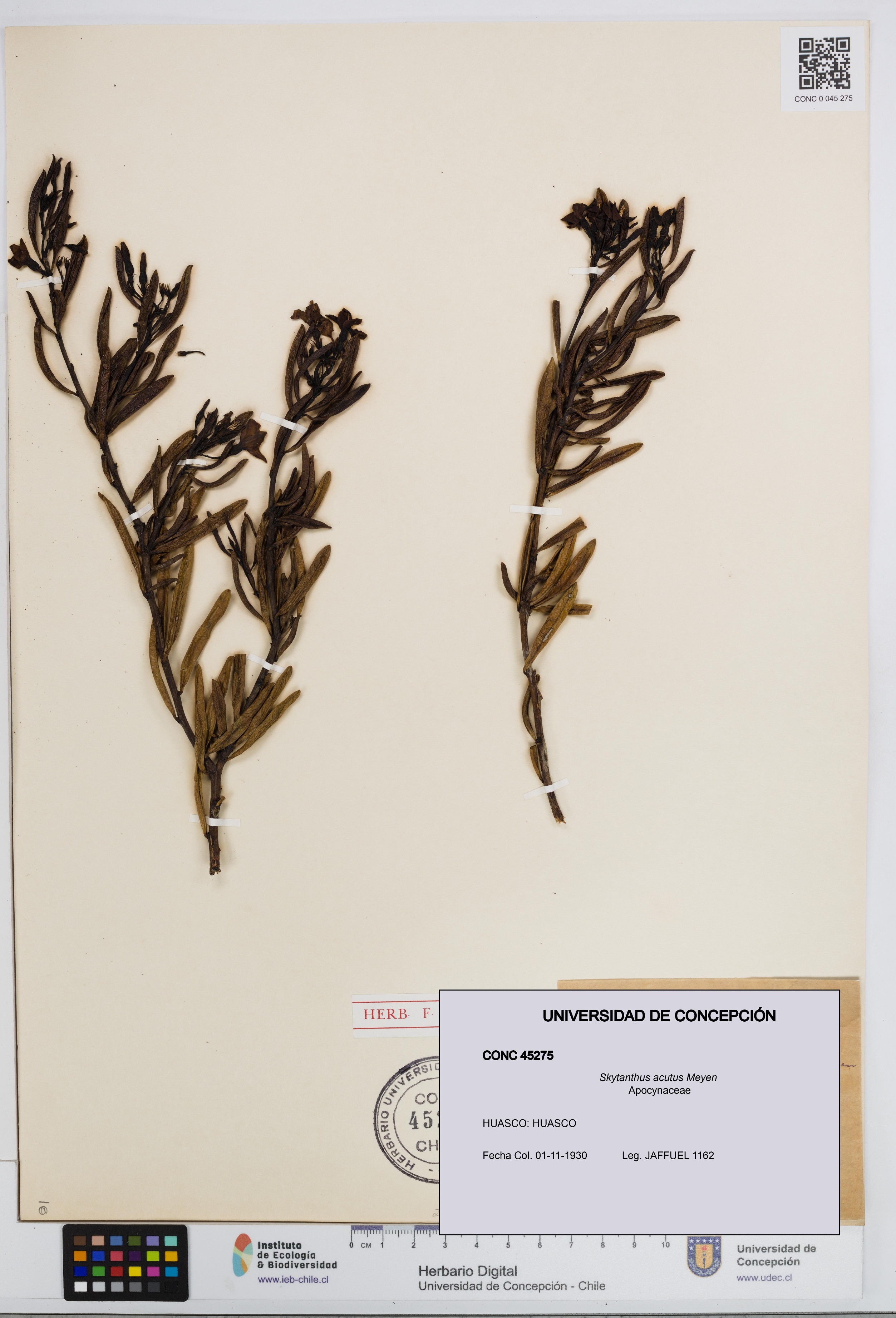 Skytanthus acutus [Espécimen: UDEC:CONC:0045275]