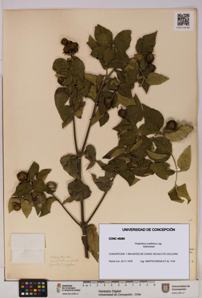 Podanthus ovatifolius [Espécimen: ]