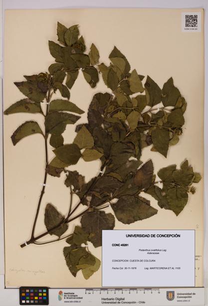 Podanthus ovatifolius [Espécimen: ]