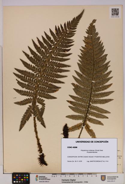 Polystichum chilense [Espécimen: UDEC:CONC:0045296]