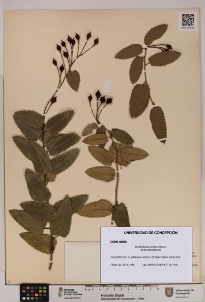 Berberidopsis corallina [Espécimen: UDEC:CONC:0045303]
