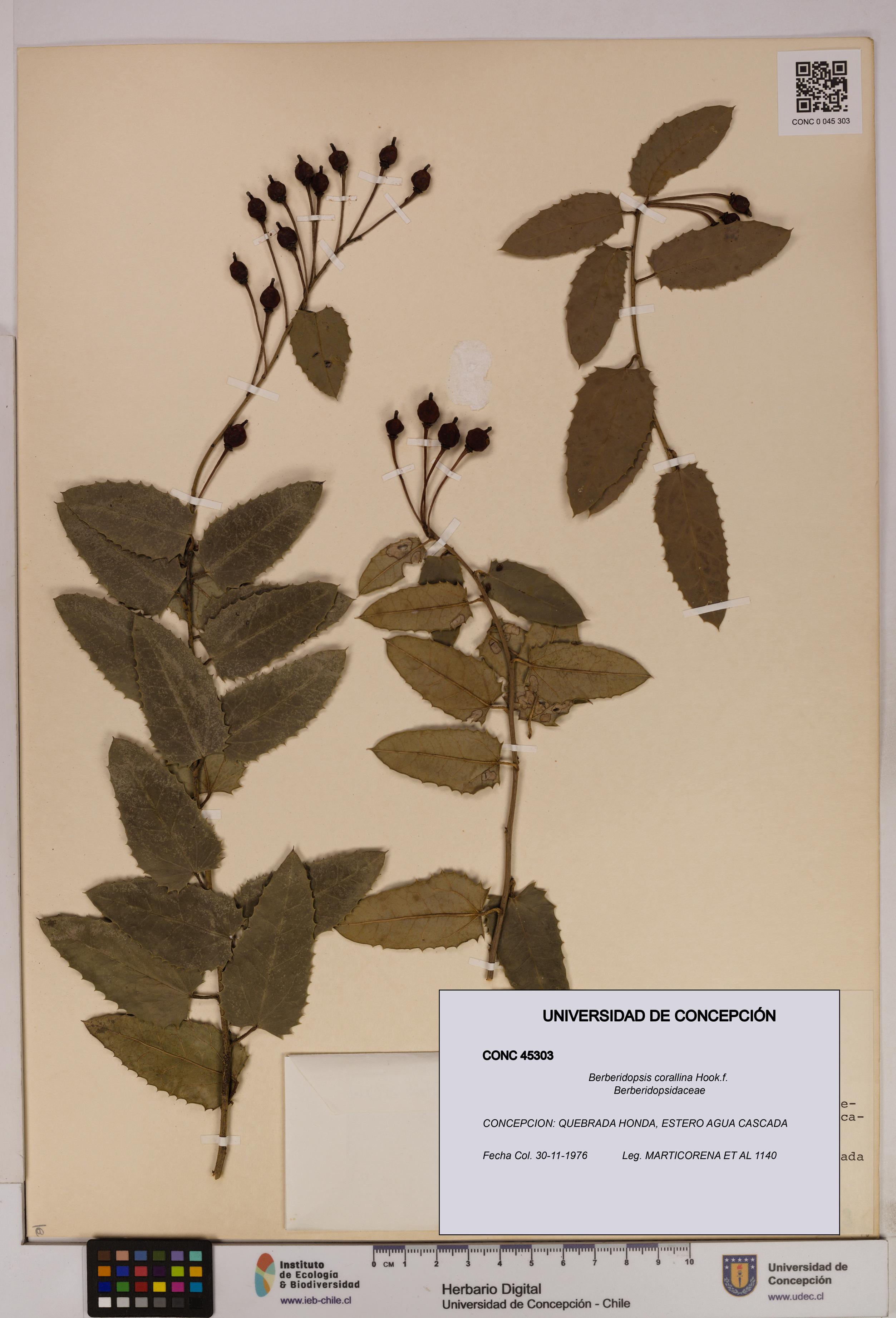 Berberidopsis corallina [Espécimen: UDEC:CONC:0045303]