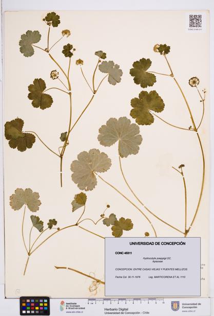 Hydrocotyle poeppigii [Espécimen: ]
