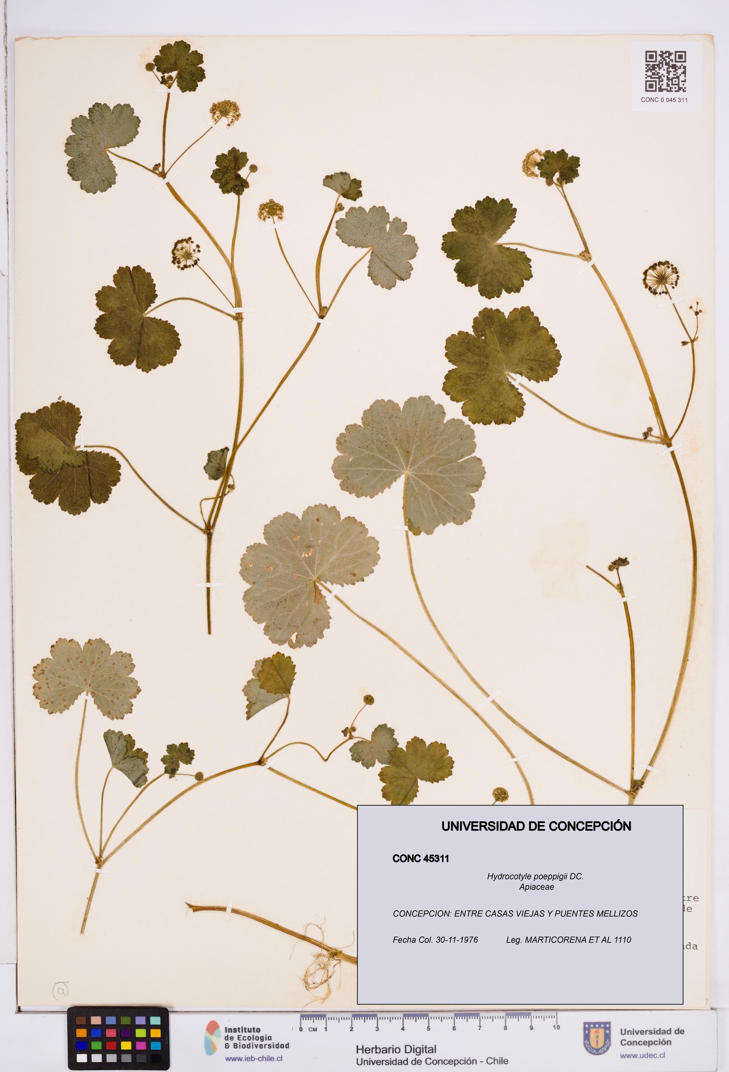 Hydrocotyle poeppigii [Espécimen: ]