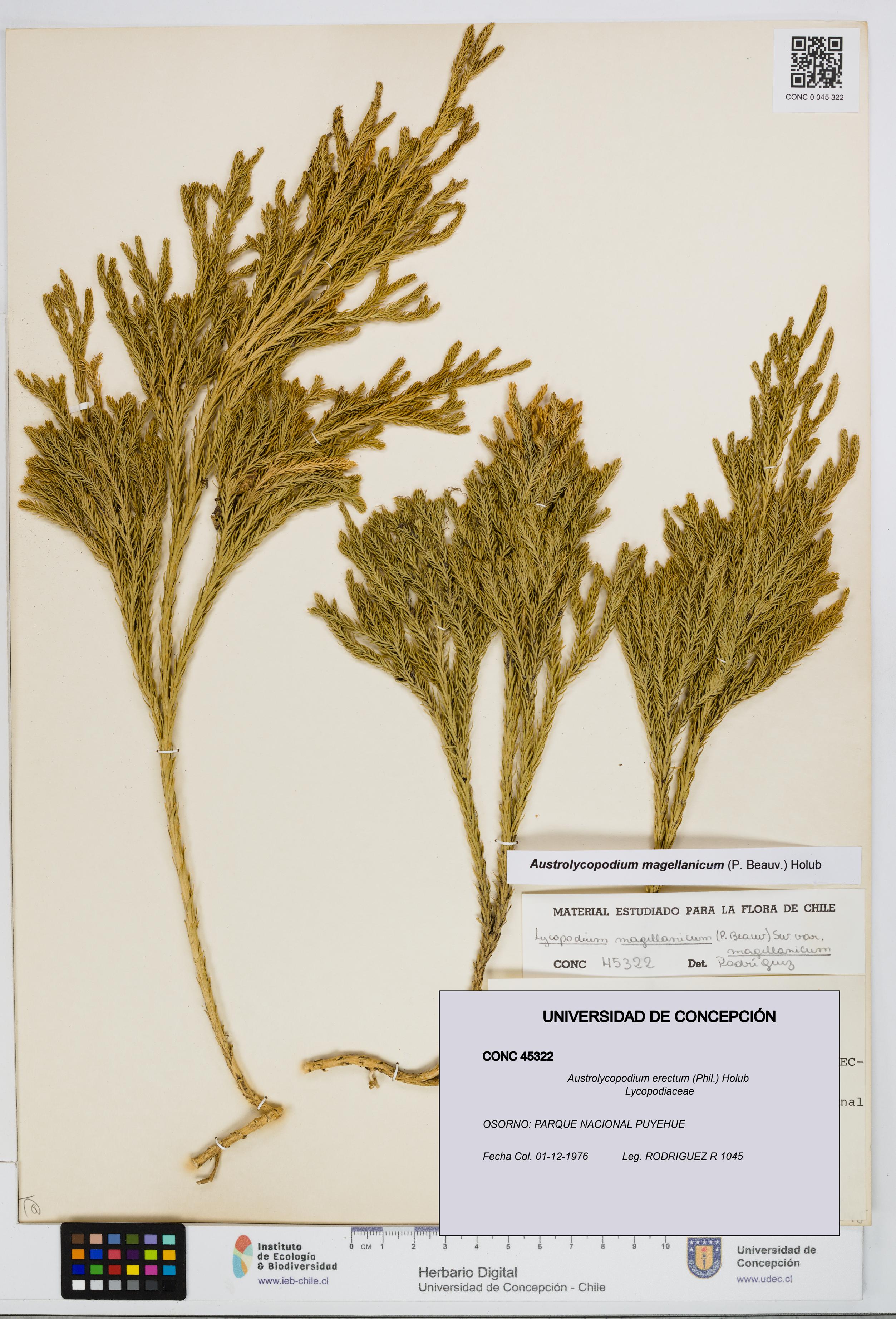 Austrolycopodium erectum [Espécimen: UDEC:CONC:0045322]