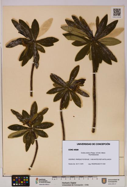 Ovidia andina [Espécimen: UDEC:CONC:0045326]