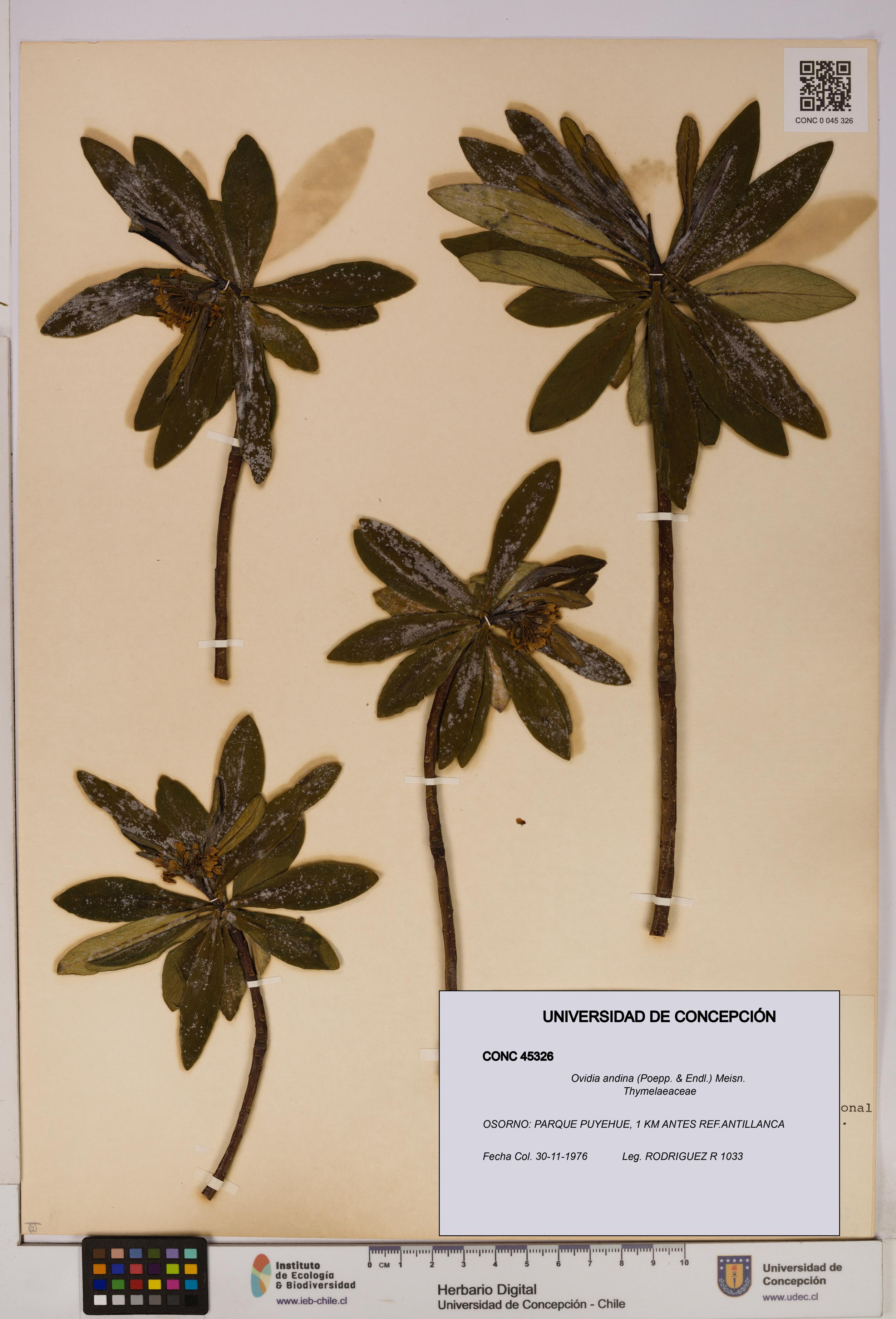Ovidia andina [Espécimen: UDEC:CONC:0045326]