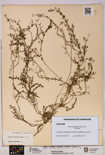 Galium suffruticosum [Espécimen: UDEC:CONC:0045338]