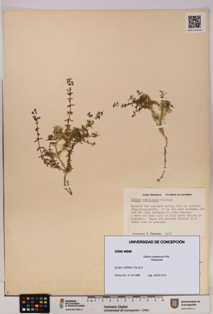 Galium ovalleanum [Espécimen: UDEC:CONC:0045339]