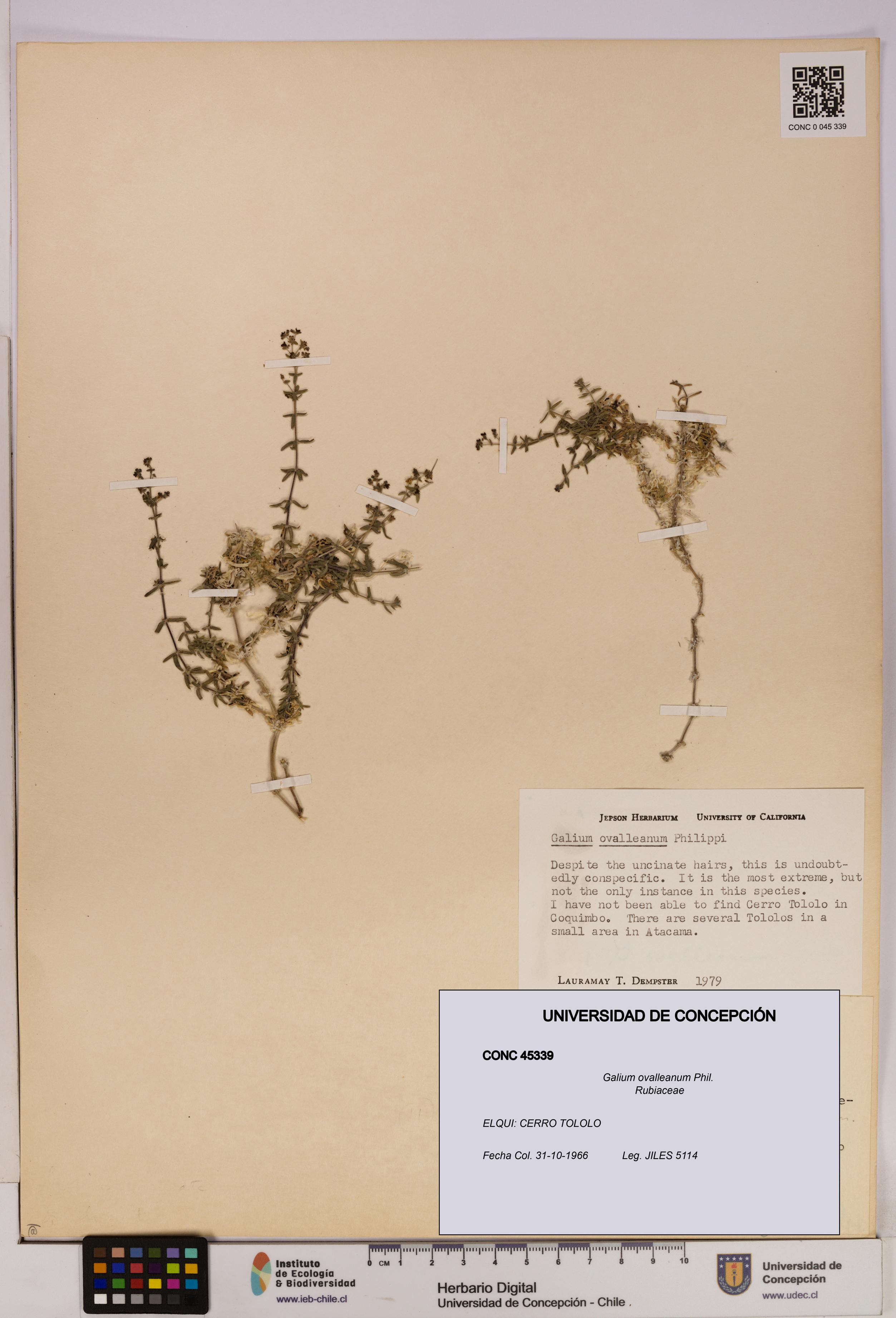 Galium ovalleanum [Espécimen: UDEC:CONC:0045339]