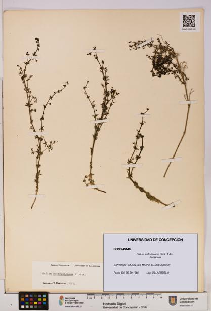 Galium suffruticosum [Espécimen: UDEC:CONC:0045340]
