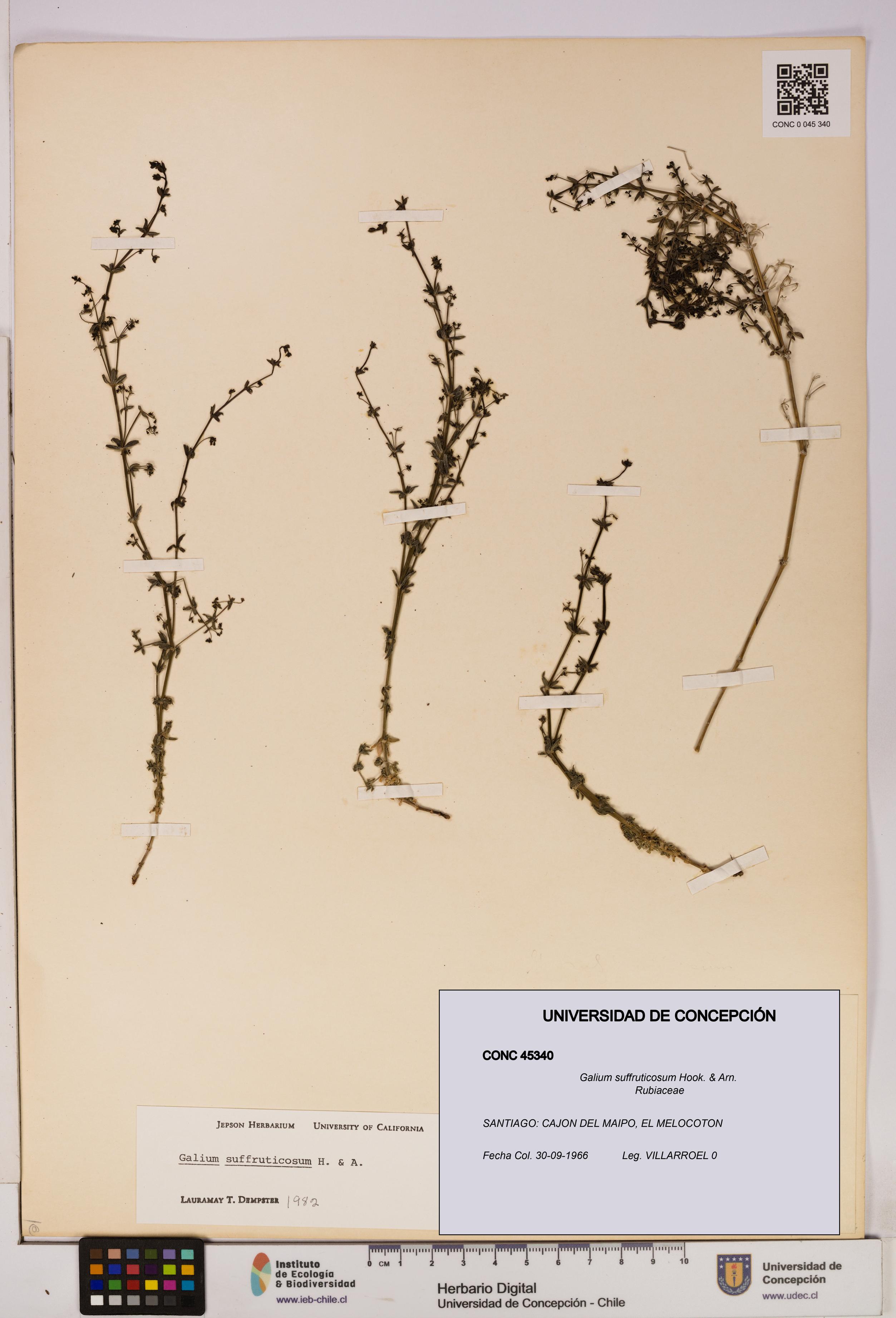 Galium suffruticosum [Espécimen: UDEC:CONC:0045340]