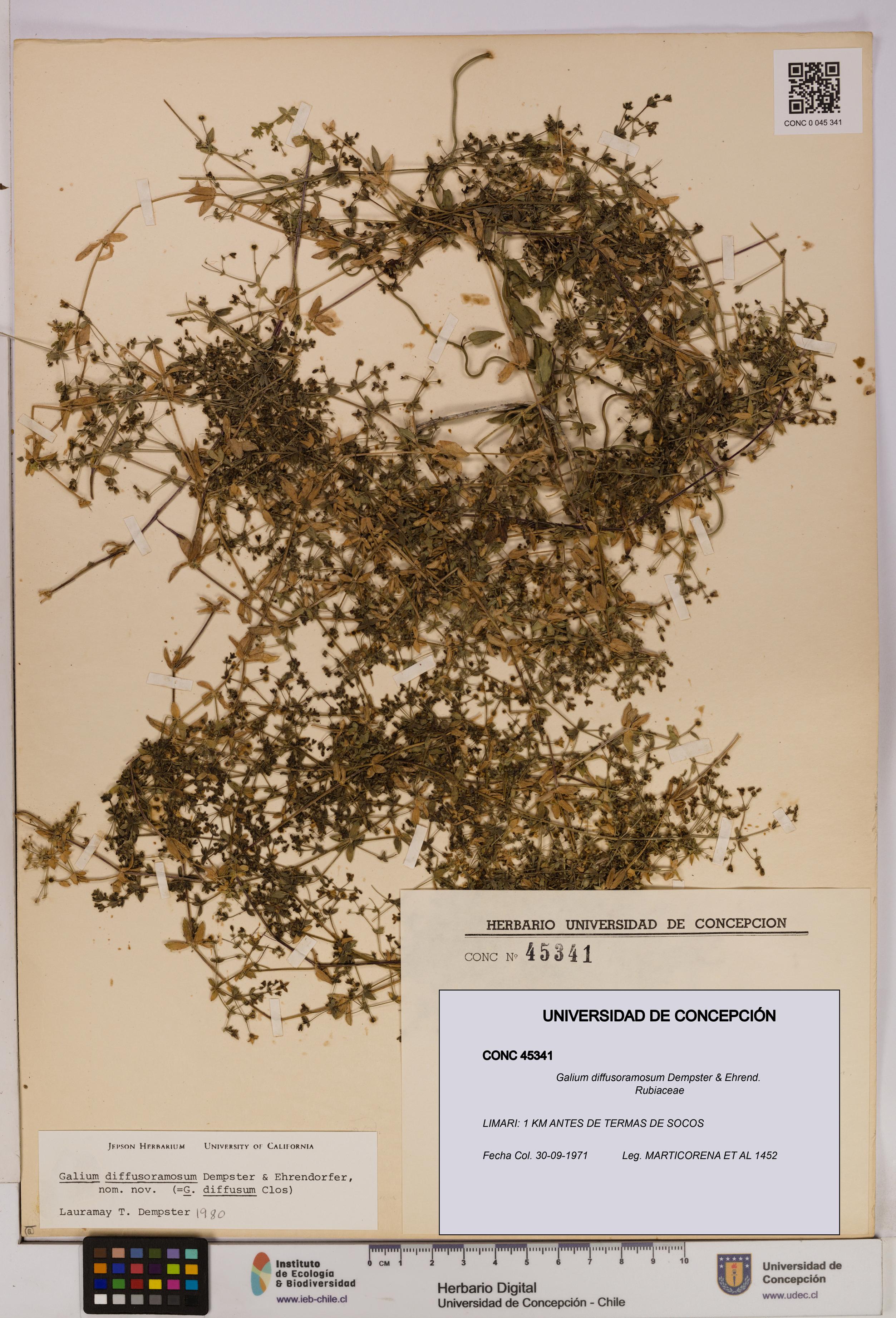 Galium diffusoramosum [Espécimen: UDEC:CONC:0045341]
